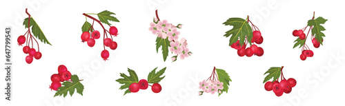 Hawthorn Berry Branches with Red Round Small Pome Fruit Vector Set
