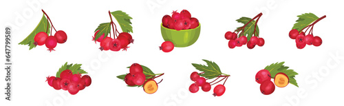 Hawthorn Berry Branches with Red Round Small Pome Fruit Vector Set