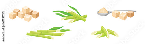 Sugar Cane Green Plant Stem with Leaf and Sugar Cubes Vector Set
