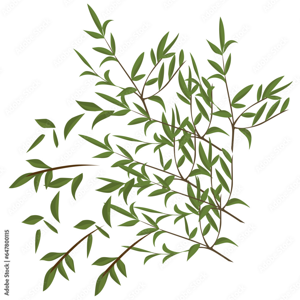 Naklejka premium leaves on branch isolated vector illustration on white background