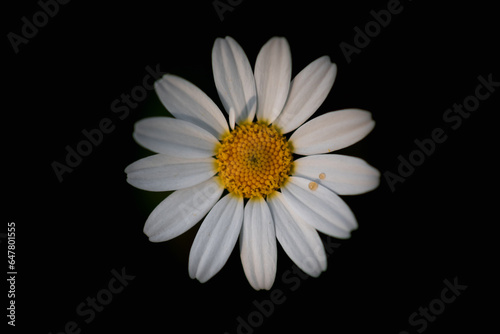 Gänseblümchen
