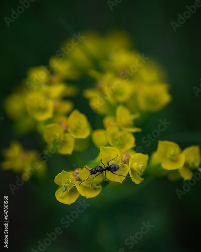 Ameise auf gelben Blumen