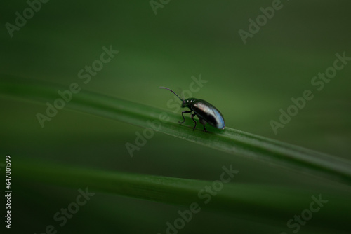 Käfer auf einem Grashalm