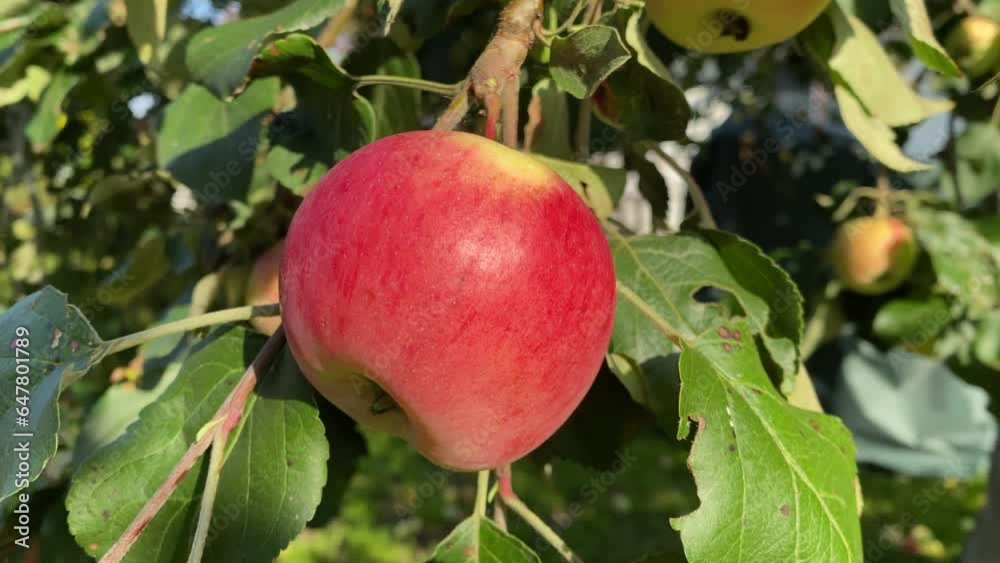 ripe apples on an apple tree in a sunny garden ripe apples on an apple tree in a sunny garden