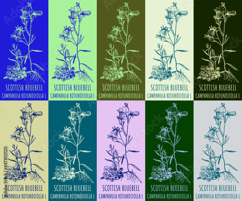 Set of vector drawing of SCOTTISH BLUEBELL in various colors. Hand drawn illustration. Latin name CAMPANULA ROTUNDIFOLIA L.