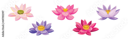 Lotus Aquatic Plant with Large Showy Flower Vector Set