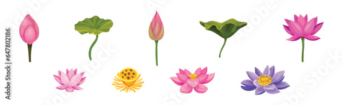 Lotus Aquatic Plant with Large Showy Flower Vector Set