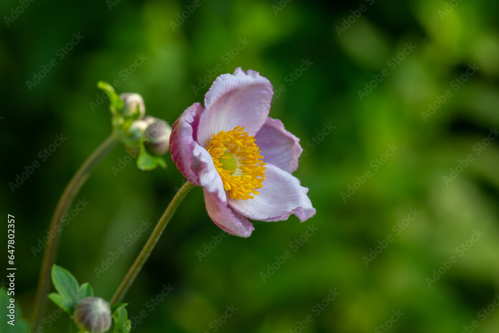 Obraz premium Blossom pale pink anemone flower macro photography in summer day. Windflower with light pink petals on green background close-up photo in summertime. 