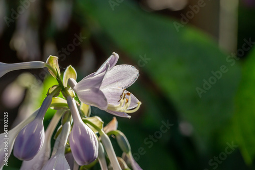 Blooming lilac Hosta flower in a summer sunset light macro photography. Plantain lilies flowering plant with violet petals close-up photo in summertime. Fresh pink hostas flowers background. photo