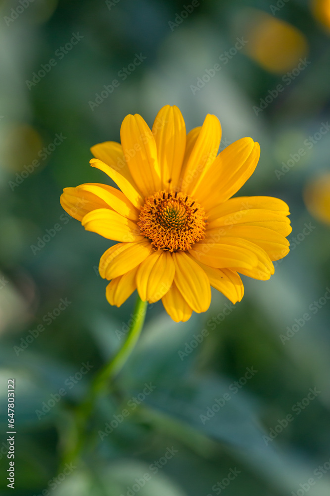Blooming false sunflower on a green background on a summer sunny day macro photography. Garden rough oxeye flower with yellow petals in summertime, close-up photo. Orange heliopsis floral background. Blooming false sunflower on a green background on a summer sunny day macro photography. Garden rough oxeye flower with yellow petals in summertime, close-up photo. Orange heliopsis floral background.