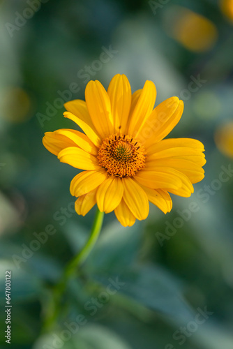 Blooming false sunflower on a green background on a summer sunny day macro photography. Garden rough oxeye flower with yellow petals in summertime  close-up photo. Orange heliopsis floral background.