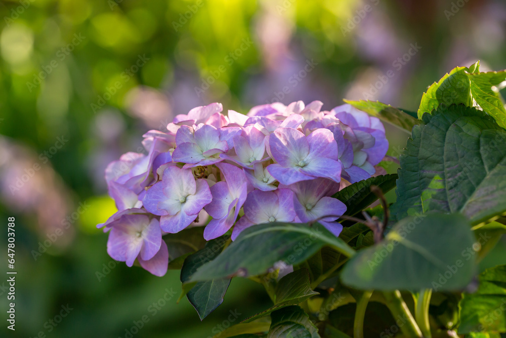 Blooming purple hydrangea flowers macro photography on a summer day. Large cap of garden hydrangea with violet petals close-up photo in summertime. Large ball of flowers with lilac petals. Blooming purple hydrangea flowers macro photography on a summer day. Large cap of garden hydrangea with violet petals close-up photo in summertime. Large ball of flowers with lilac petals.