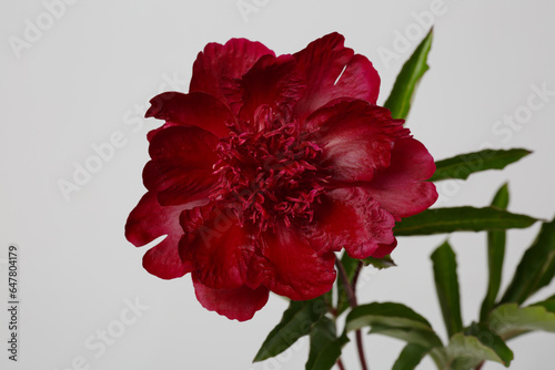 A dark red peony flower isolated on a gray background.