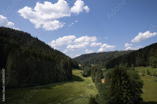 Wald an einem Sommertag