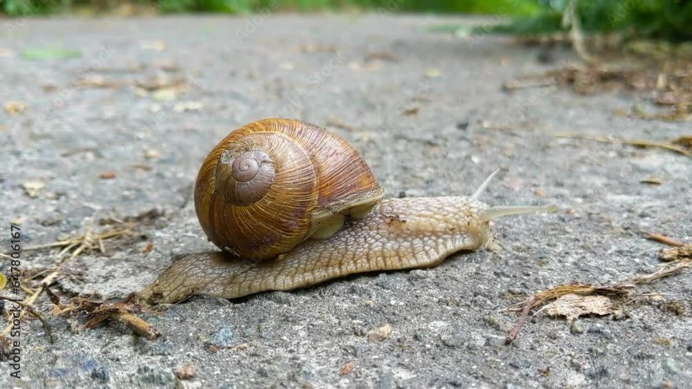 Close-up of a garden snail or garden slug gracefully gliding along the asphalt. Garden slug. Cornu aspersum . Helix aspersa, Cryptomphalus aspersus. Close-up of a garden snail or garden slug gracefully gliding along the asphalt. Garden slug. Cornu aspersum . Helix aspersa, Cryptomphalus aspersus.