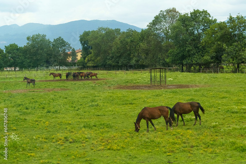 A herd of horses graze behind a fence in the grass, eating food from feeders.