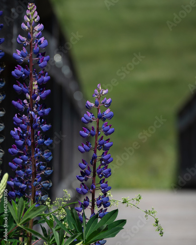 Lila Blumen vor einer Brücke
