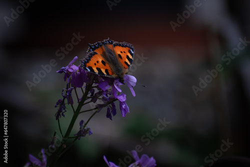 Schmetterling auf einer grünen Blume