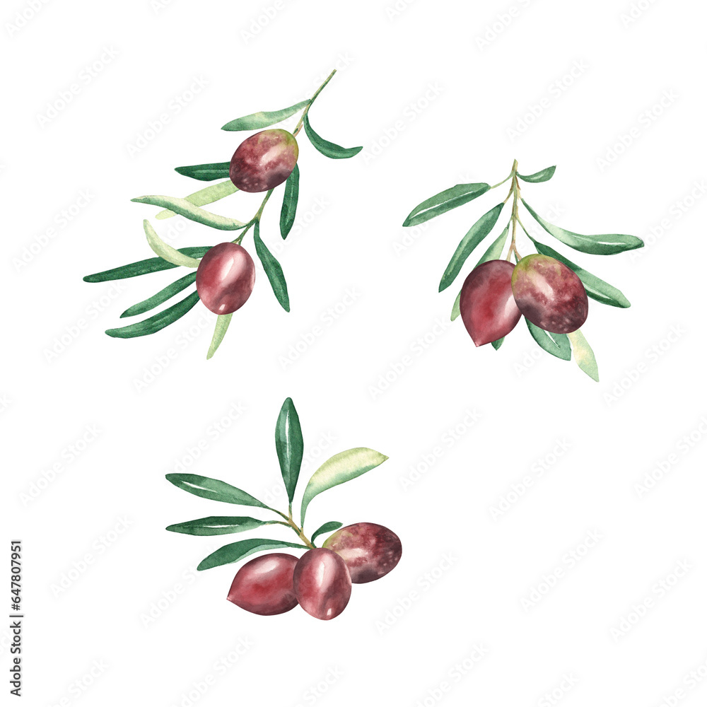 Olive branches with red olives set isolated on white background. Watercolor hand drawn botanical illustration. Can be used for cards, menu, logos, cosmetic, food packaging design