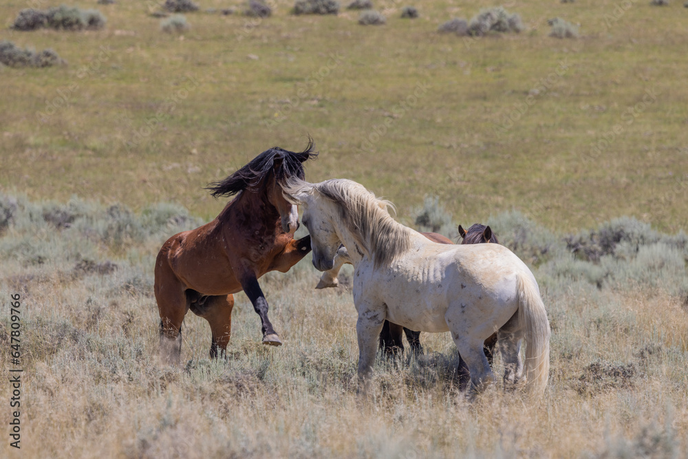 Wild Horse Stallions Sparring in the Wyoming Desert Wild Horse Stallions Sparring in the Wyoming Desert