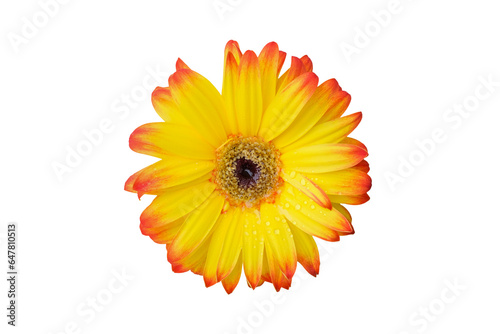 Fototapeta Naklejka Na Ścianę i Meble -  Yellow and orange gerbera flower isolated on transparent background. Gerbera flower head top view close up. PNG