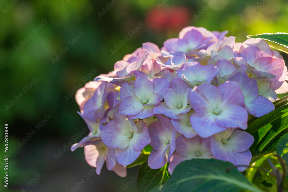 Blooming purple hydrangea flowers macro photography on a summer day. Large cap of garden hydrangea with violet petals close-up photo in summertime. Large ball of flowers with lilac petals. Blooming purple hydrangea flowers macro photography on a summer day. Large cap of garden hydrangea with violet petals close-up photo in summertime. Large ball of flowers with lilac petals.