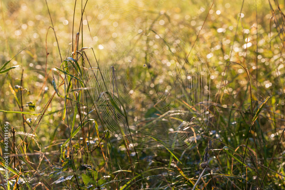 Woven web on the meadow. There is a web between the blades of grass. Morning dew and water drops. Beautiful bokeh Created with an old lens.