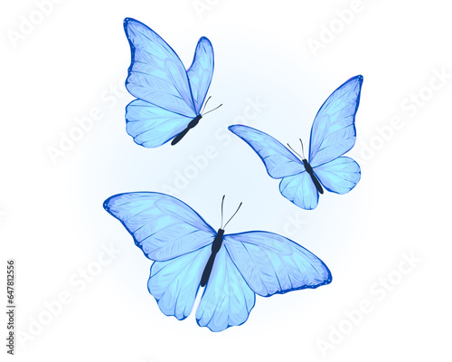 blue butterfly isolated on white © ulucsevda