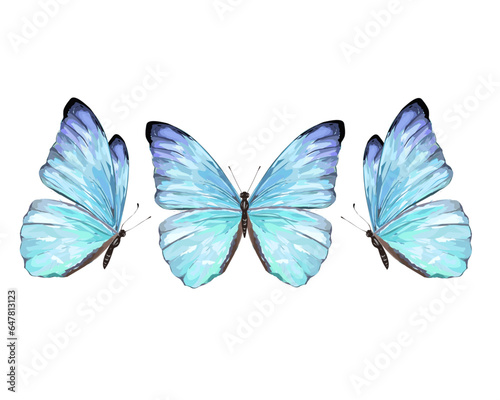 butterfly on white background © ulucsevda