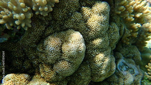 Hard coral pore coral (Montipora venosa) undersea, Red Sea, Egypt, Sharm El Sheikh, Nabq Bay photo