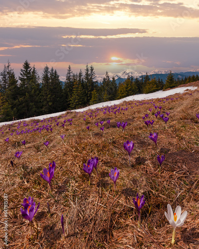 Violet Crocus heuffelianus (Crocus vernus) alpine flowers on spring Carpathian mountain plateau valley, Ukraine, Europe.  Seven shots composite image with considerable depth of field sharpness. photo