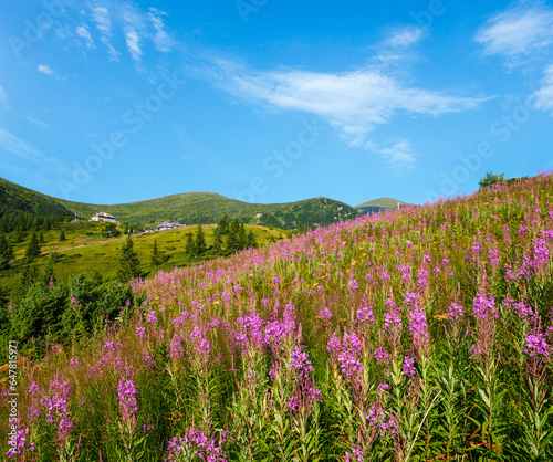 Pink blooming Sally and yellow hypericum flowers on summer mountain slope. In far - Pozhyzhevska weather and botanic stations (building was laid in 1901), Chornohora ridge, Carpathian, Ukraine.
