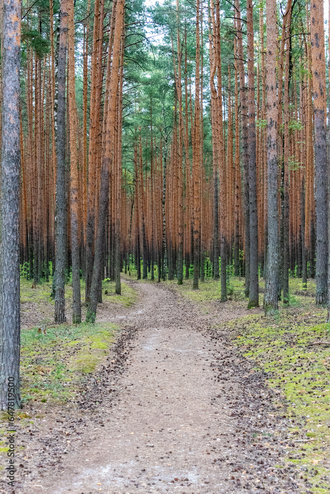 Fototapeta premium Perspective with a forest path going deep into a pine forest.