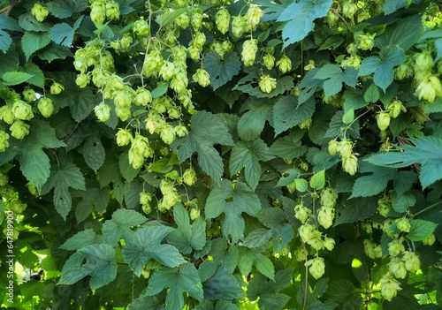 Fresh green hops plant background. Hop cones with leaf. Organic hop flowers. Approach photo