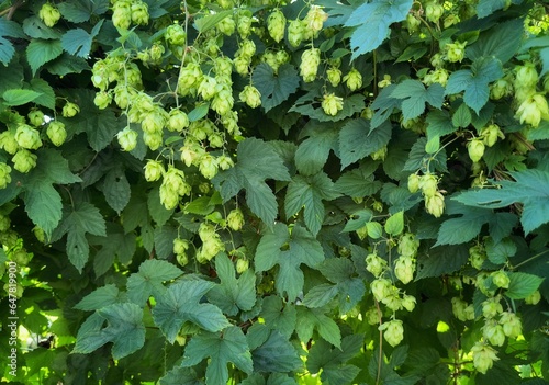 Fresh green hops plant background. Hop cones with leaf. Organic hop flowers. Approach