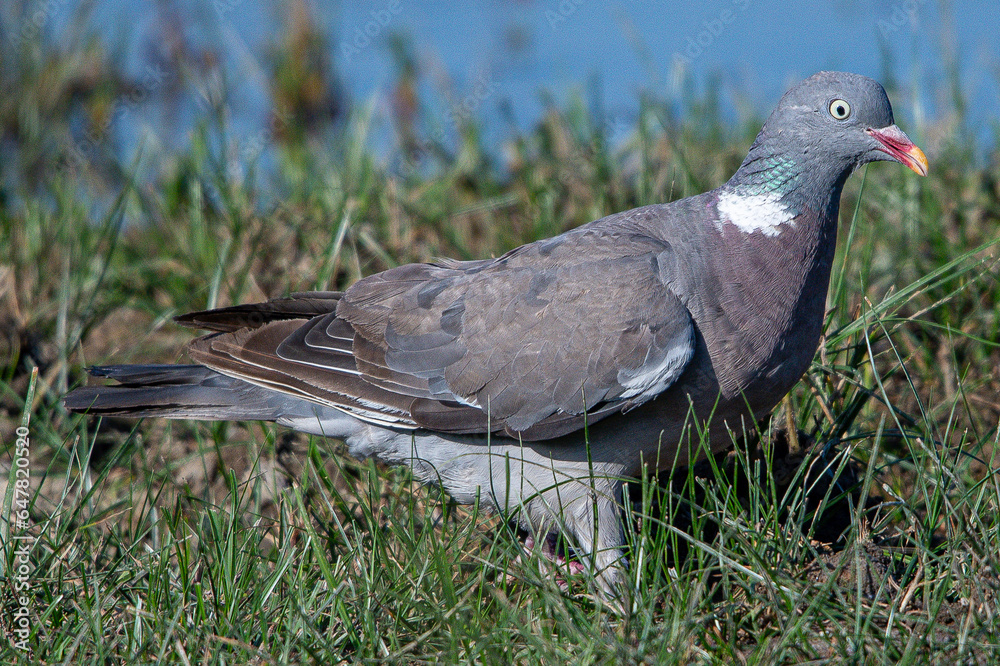 Fototapeta premium The?common wood pigeon?(Columba palumbus) is a large?species?in the dove and pigeon?family?(Columbidae) common in aiguamolls emporda girona spain