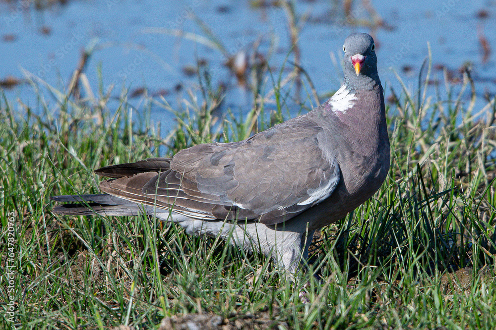 The?common wood pigeon?(Columba palumbus) is a large?species?in the dove and pigeon?family?(Columbidae) common in aiguamolls emporda girona spain The?common wood pigeon?(Columba palumbus) is a large?species?in the dove and pigeon?family?(Columbidae) common in aiguamolls emporda girona spain