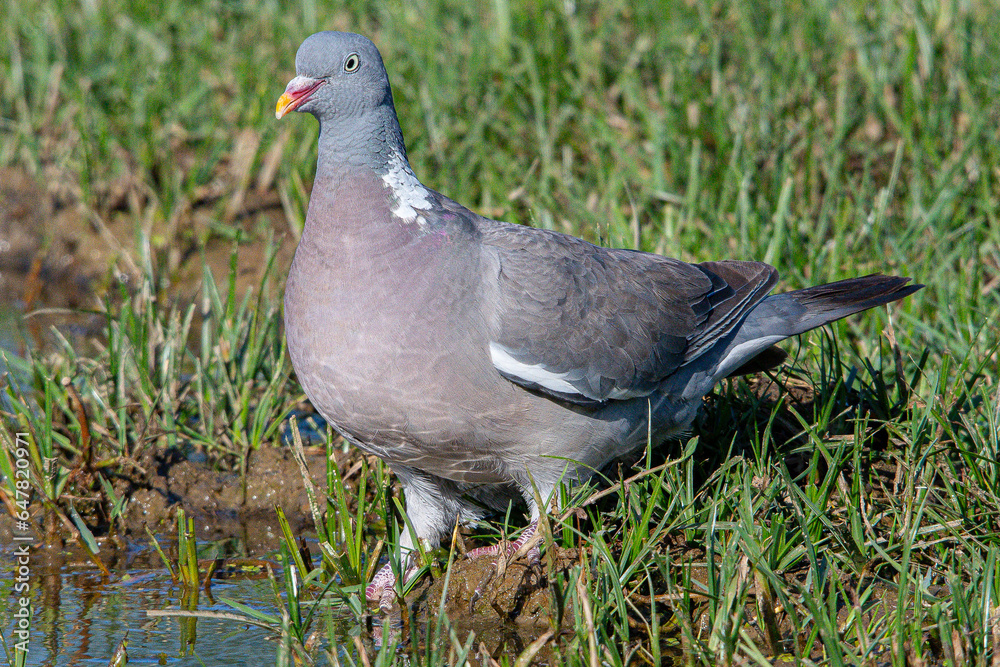 The?common wood pigeon?(Columba palumbus) is a large?species?in the dove and pigeon?family?(Columbidae) common in aiguamolls emporda girona spain The?common wood pigeon?(Columba palumbus) is a large?species?in the dove and pigeon?family?(Columbidae) common in aiguamolls emporda girona spain