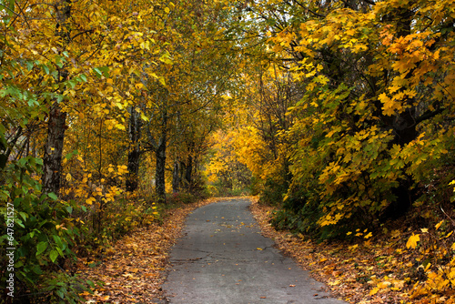 Road in autumn forest landscape