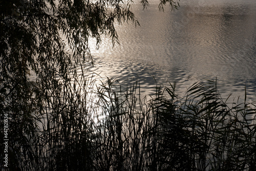 Silhouette of tree branches on background of water