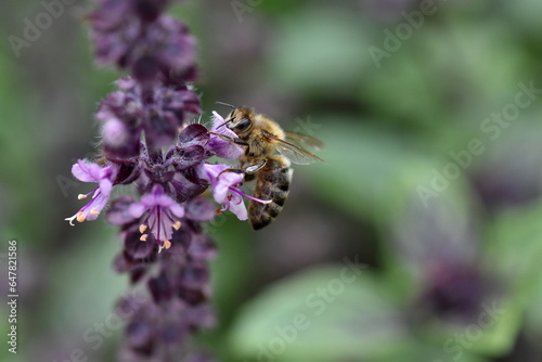 Biene auf einer Basilikumbl  te