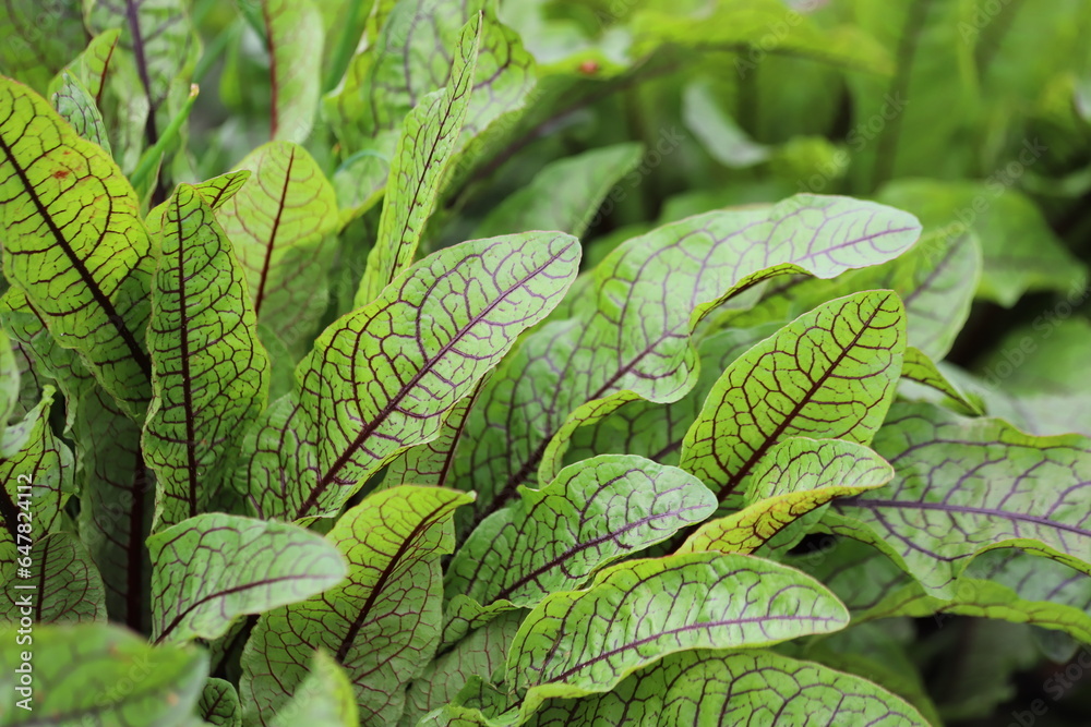 Rumex Sanguineus. Green leaves with dark red veins of the blood dock red sorrel plant. Rumex Sanguineus. Green leaves with dark red veins of the blood dock red sorrel plant.