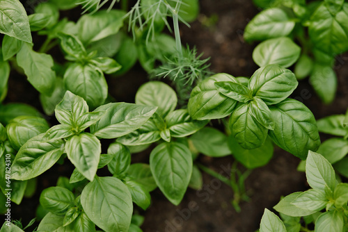 Close-up of young fresh basil in the ground. Ocimum basilicum in the garden.