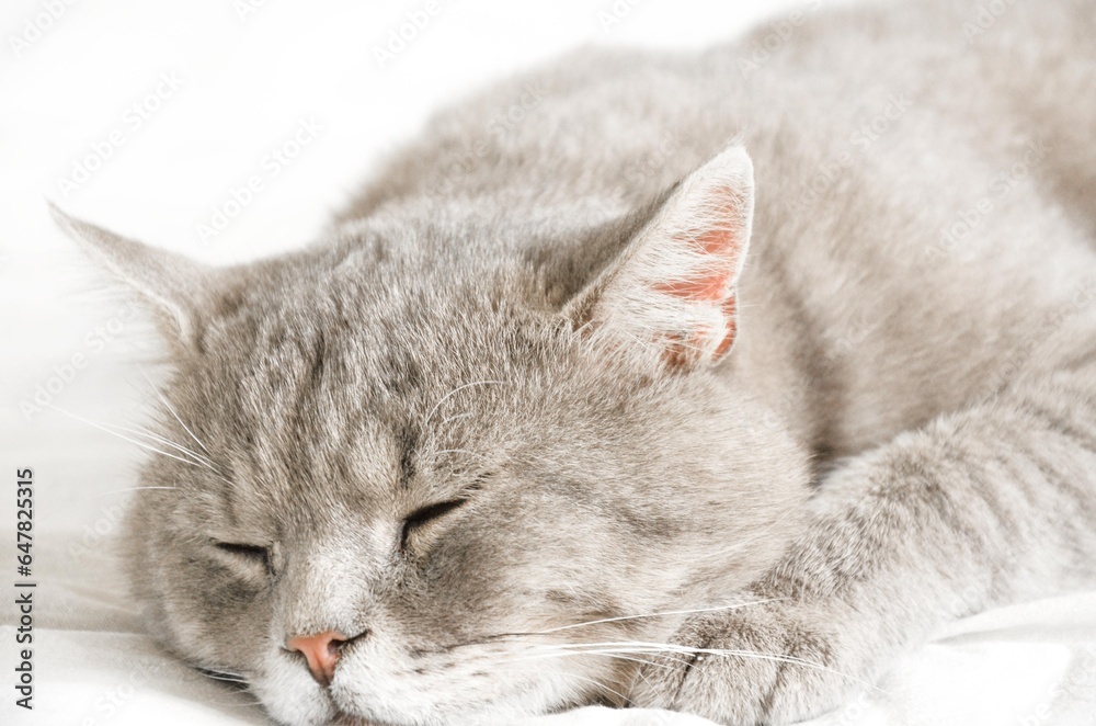 portrait of a gray sleeping cat,close up portrait of a gray sleeping cat,close up