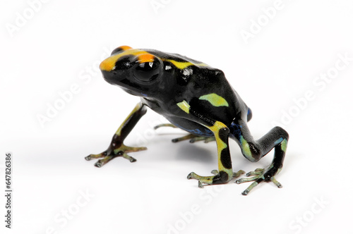 Färberfrosch // Dyeing poison dart frog (Dendrobates tinctorius) - Farbmorphe "Olemarie"