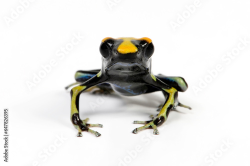Dyeing poison dart frog    F  rberfrosch  Dendrobates tinctorius  - morph  Olemarie 