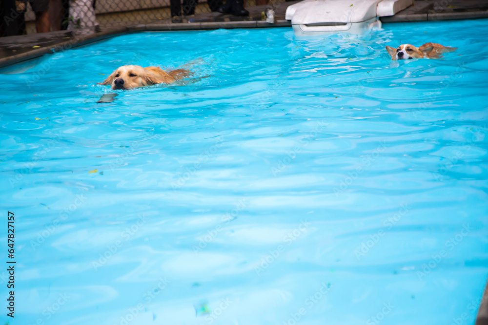 Two dogs of different types swim in a blue swimming pool, dogs of different types compete.