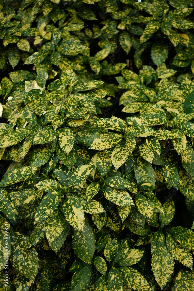 Leafs of Naples in park Leafs of Naples in park