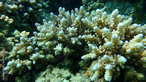 Polyp stony coral Acropora squarrosa undersea  Red Sea  Egypt  Sharm El Sheikh  Nabq Bay