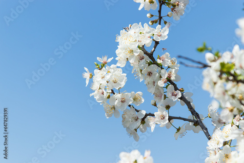 Fototapeta Naklejka Na Ścianę i Meble -  blossom flower, spring flowers, nature background, amazing forest and garden landscape